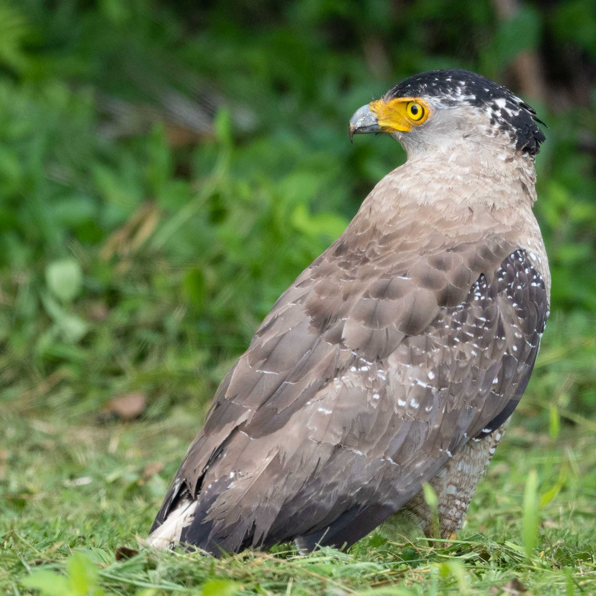 Photo of Crested Serpent Eagle at Ishigaki Island by 石垣島バードウオッチングガイドSeaBeans