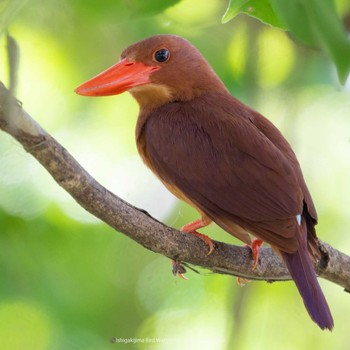 Ruddy Kingfisher(bangsi) Ishigaki Island Thu, 6/8/2023