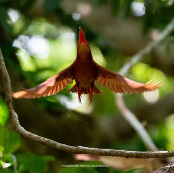 Ruddy Kingfisher Ishigaki Island Sat, 6/10/2023