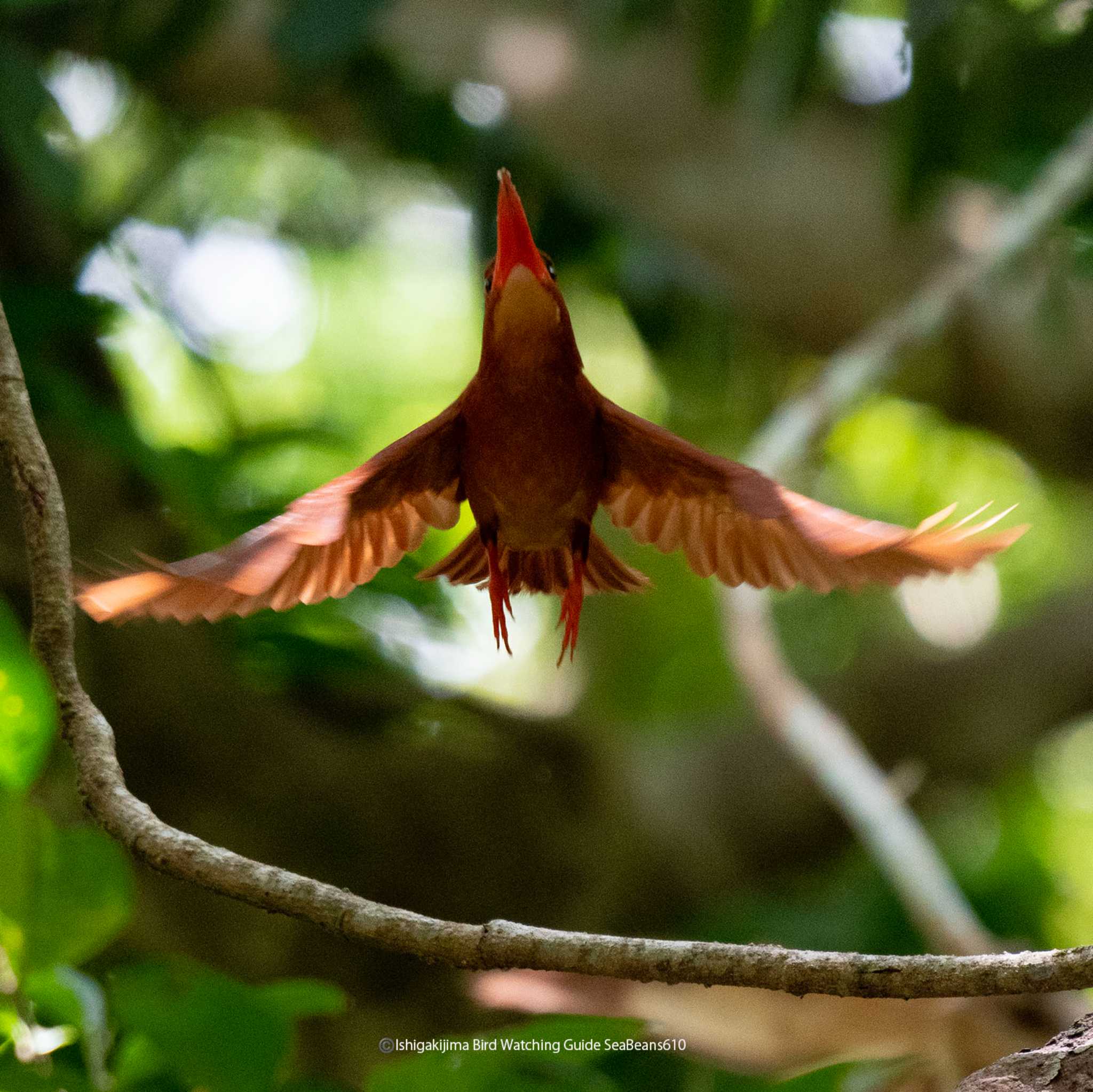 Photo of Ruddy Kingfisher at Ishigaki Island by 石垣島バードウオッチングガイドSeaBeans