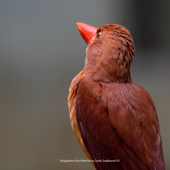 Ruddy Kingfisher(bangsi) Ishigaki Island Sun, 6/11/2023