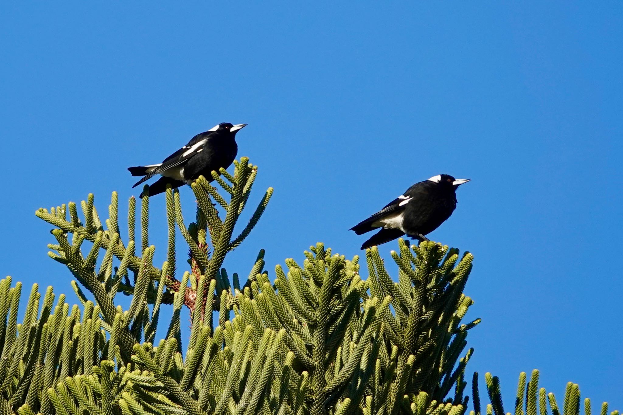 Australian Magpie