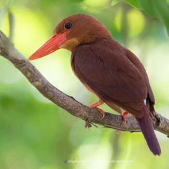 Ruddy Kingfisher(bangsi) Ishigaki Island Thu, 6/8/2023