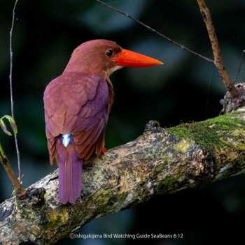 Ruddy Kingfisher(bangsi) Ishigaki Island Mon, 6/12/2023