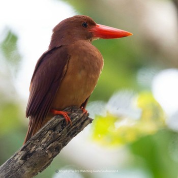 Ruddy Kingfisher(bangsi) Ishigaki Island Wed, 6/14/2023