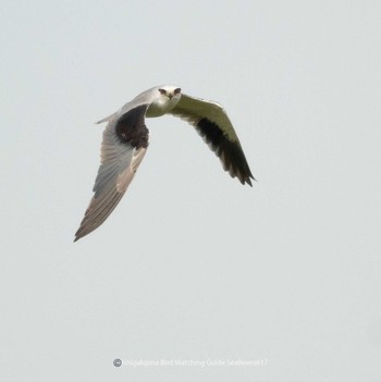 Black-winged Kite Ishigaki Island Sat, 6/17/2023