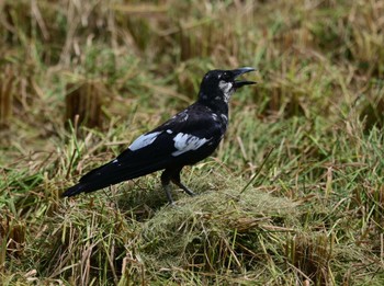 Large-billed Crow(osai) Ishigaki Island Mon, 6/19/2023