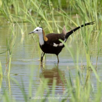 Pheasant-tailed Jacana Ishigaki Island Tue, 6/20/2023