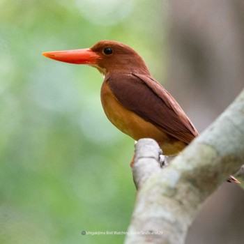 Ruddy Kingfisher(bangsi) Ishigaki Island Thu, 6/29/2023