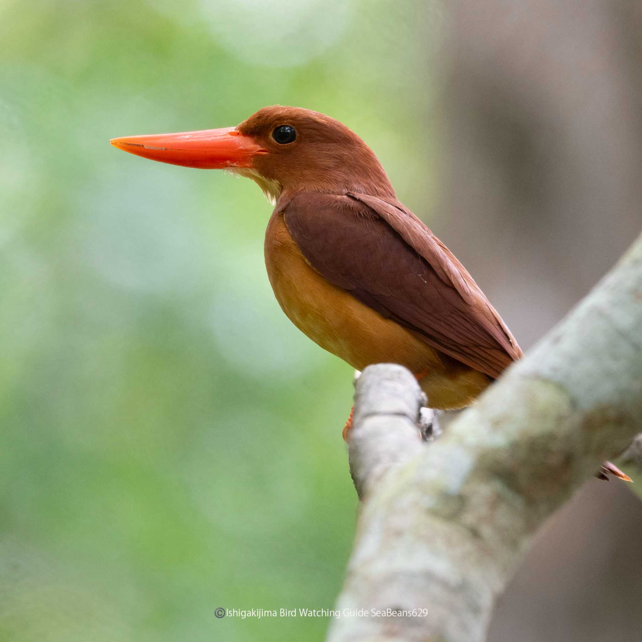 Photo of Ruddy Kingfisher(bangsi) at Ishigaki Island by 石垣島バードウオッチングガイドSeaBeans