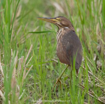 Cinnamon Bittern Ishigaki Island Thu, 6/29/2023