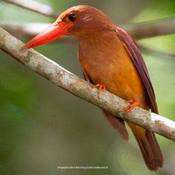 Ruddy Kingfisher(bangsi) Ishigaki Island Thu, 6/29/2023