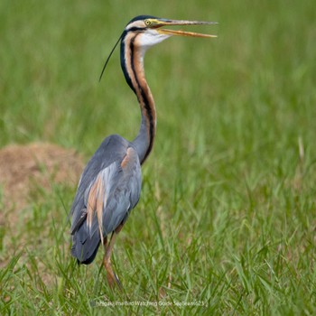 Purple Heron Ishigaki Island Fri, 6/23/2023