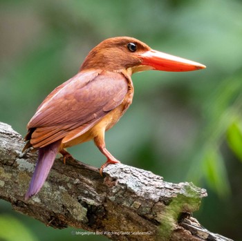 Ruddy Kingfisher(bangsi) Ishigaki Island Tue, 6/20/2023