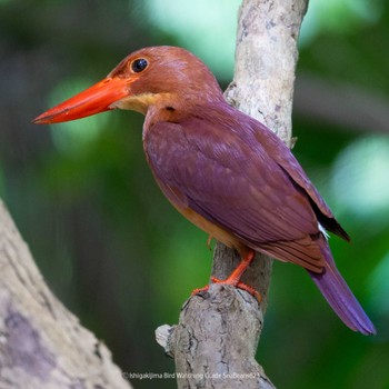 Ruddy Kingfisher(bangsi) Ishigaki Island Fri, 6/23/2023