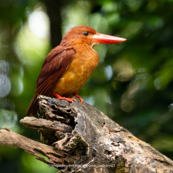 リュウキュウアカショウビン 石垣島 2023年6月20日(火)