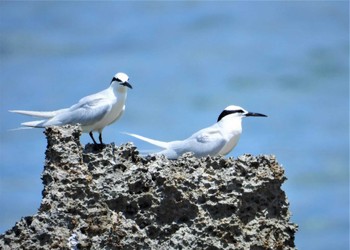 Black-naped Tern 国頭村(沖縄県)ほか Fri, 7/21/2023