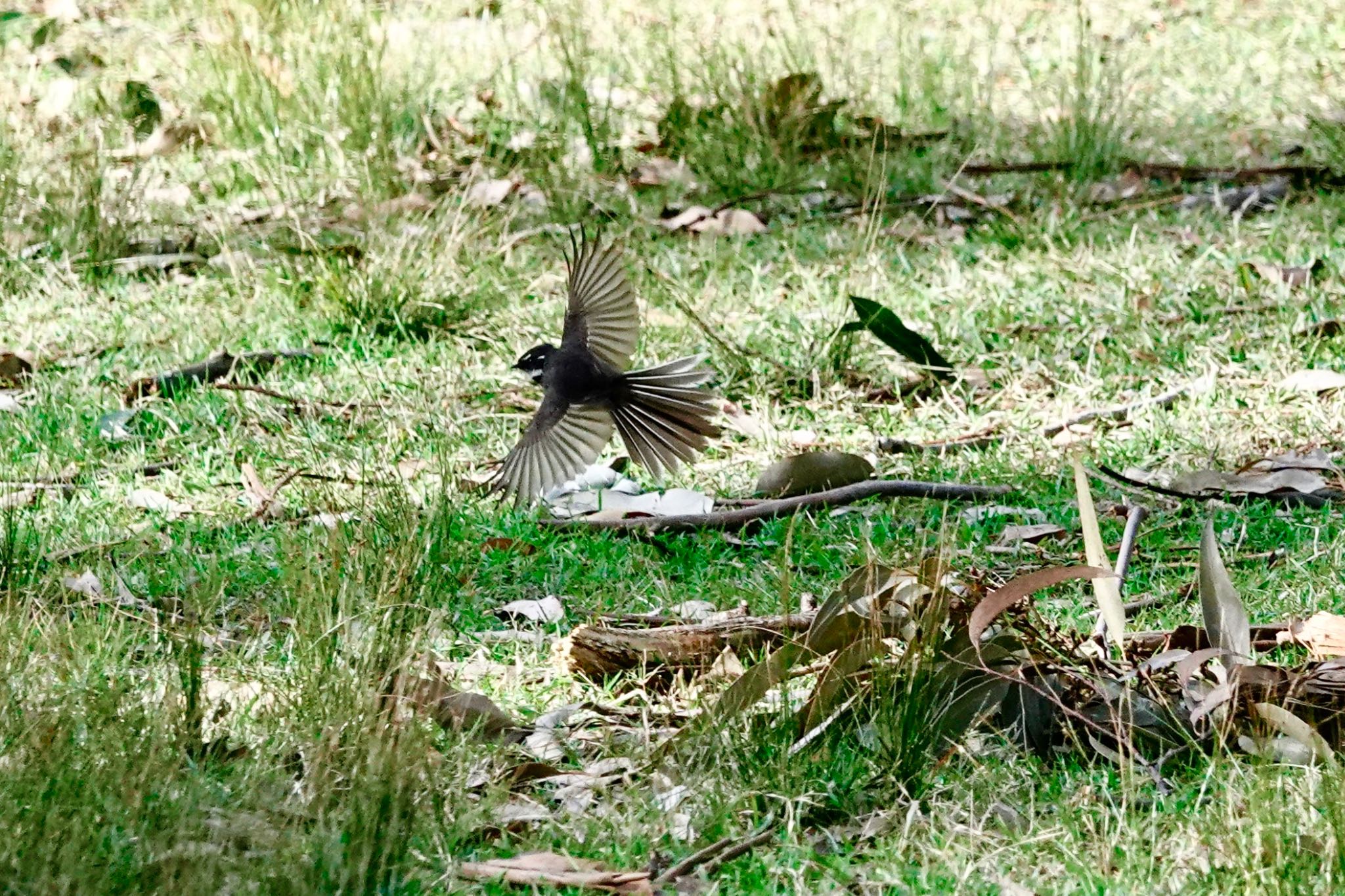 Grey Fantail