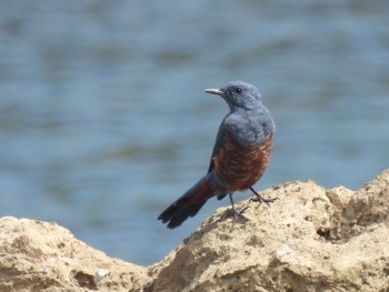 Blue Rock Thrush 大潟草原 Fri, 7/22/2022