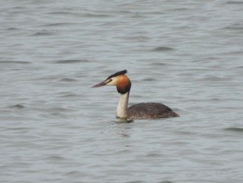 Great Crested Grebe 大潟草原 Fri, 7/22/2022