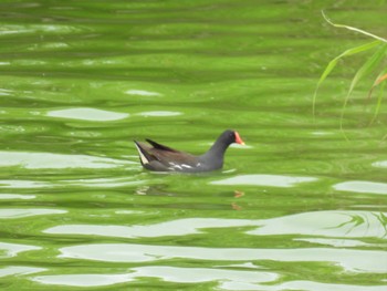 Common Moorhen 大潟草原 Fri, 7/22/2022