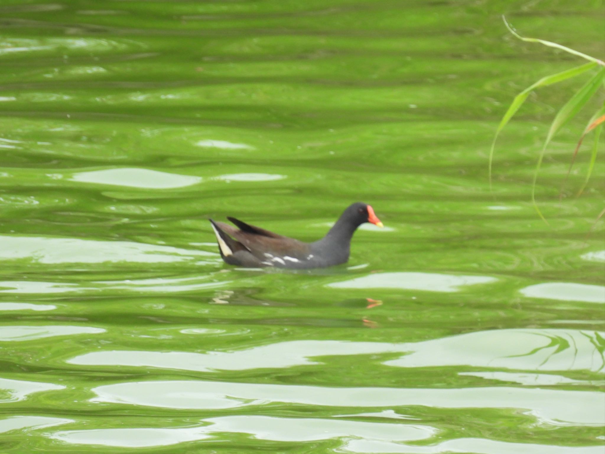 Common Moorhen