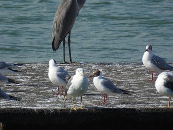 Black-headed Gull 大潟草原 Fri, 7/22/2022