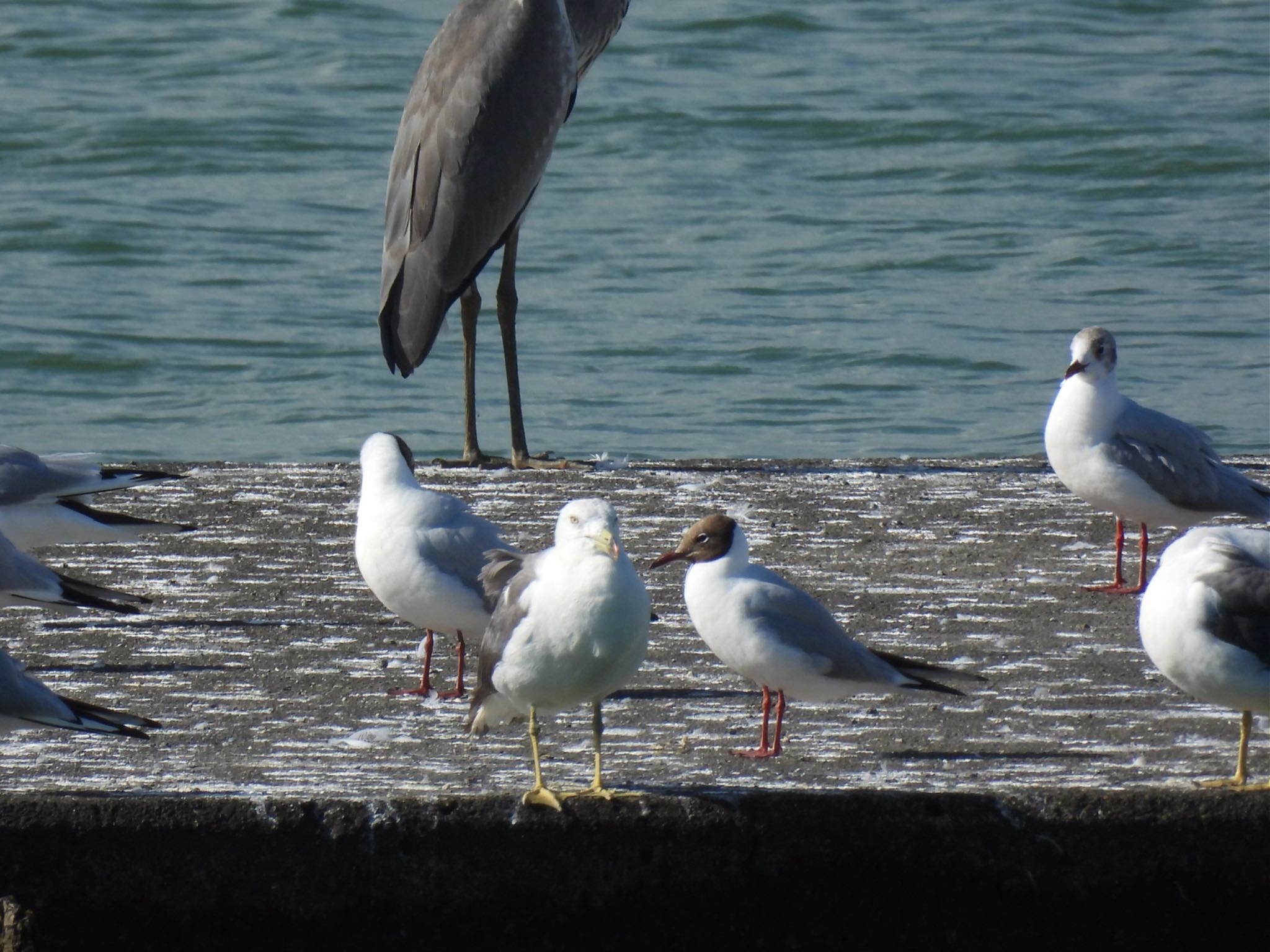 Black-headed Gull