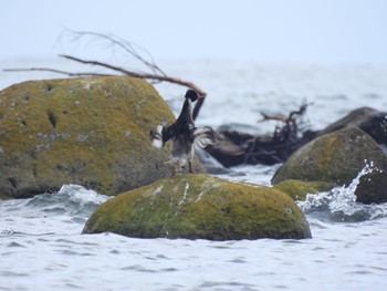 Red-breasted Merganser 大潟草原 Fri, 7/22/2022