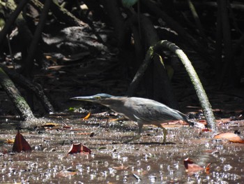 Striated Heron 大潟草原 Fri, 7/22/2022