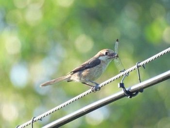 Bull-headed Shrike 大潟草原 Fri, 7/22/2022