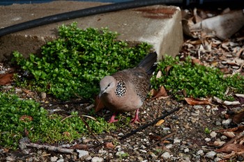 Spotted Dove シドニー Thu, 6/28/2018