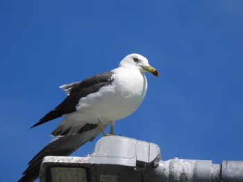 Black-tailed Gull 大潟草原 Fri, 7/22/2022