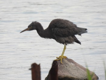 Pacific Reef Heron 大潟草原 Fri, 7/22/2022