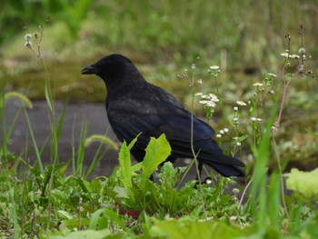 Carrion Crow 大潟草原 Fri, 7/22/2022