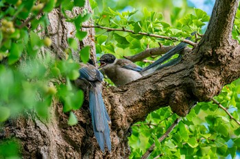 Azure-winged Magpie 山下公園 Sun, 7/23/2023