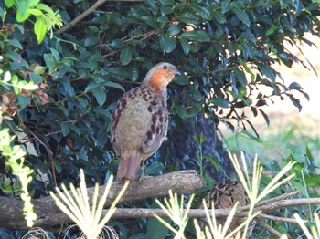 2023年7月23日(日) 見沼たんぼの野鳥観察記録