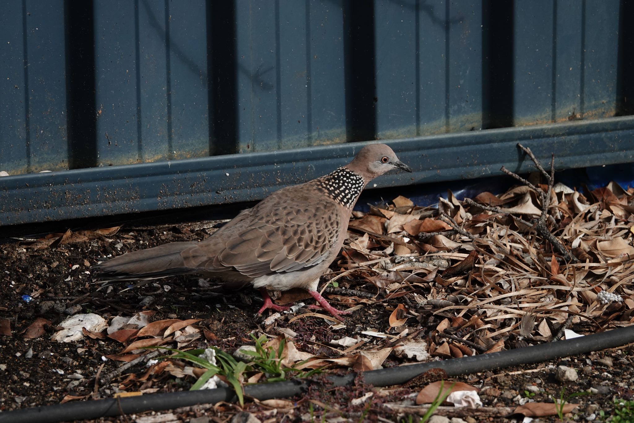 Photo of Spotted Dove at Sydney Fish Market by のどか