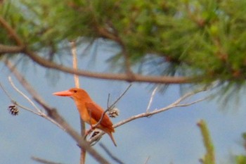 Ruddy Kingfisher 滋賀県 Thu, 6/8/2023