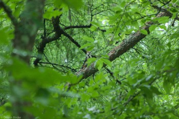 White-backed Woodpecker 奥日光 Fri, 7/14/2023