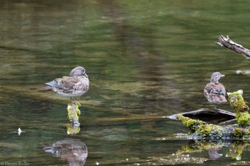 Mandarin Duck 奥日光 Fri, 7/14/2023