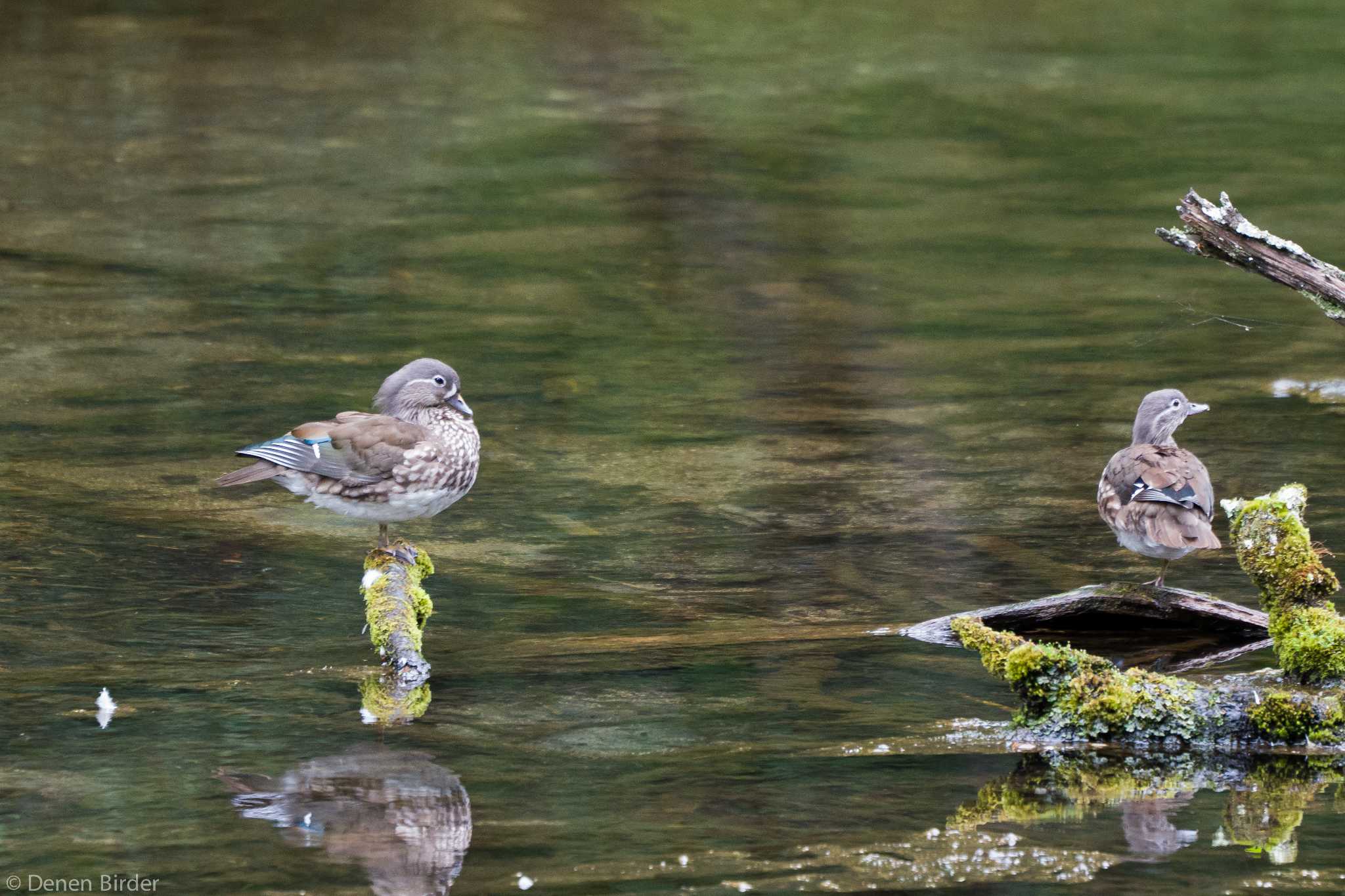 奥日光 オシドリの写真 by 田園Birder