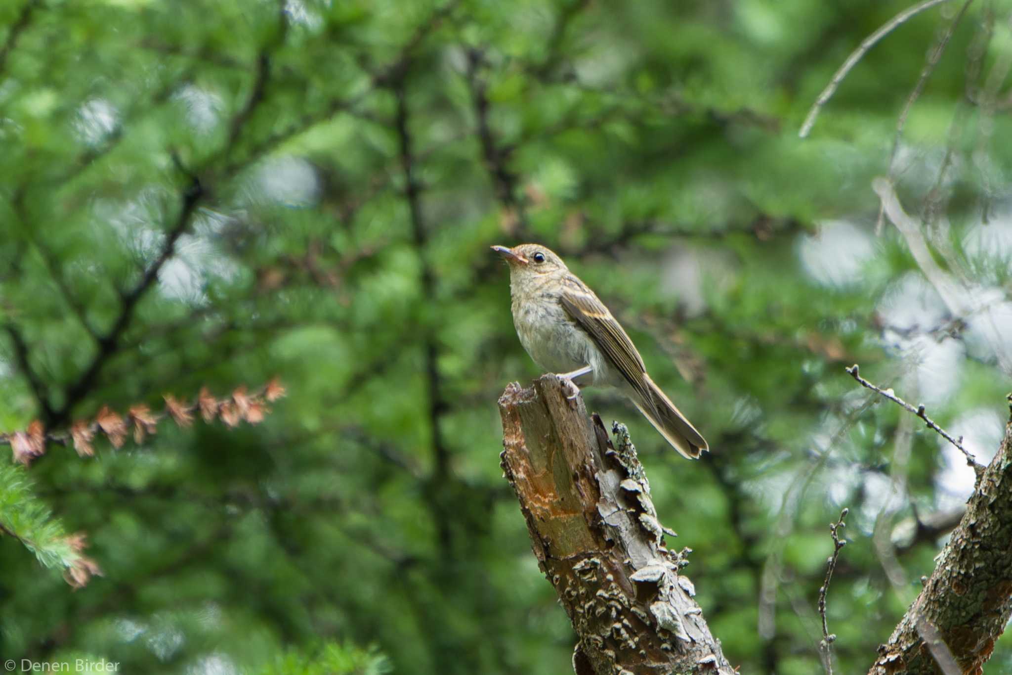 Untitled Photo by 田園Birder