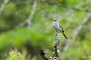 2023年7月14日(金) 奥日光の野鳥観察記録