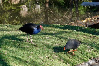 Australasian Swamphen シドニー Sun, 7/1/2018