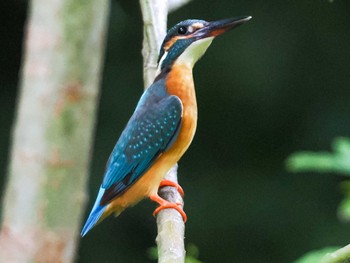 2023年7月23日(日) 福井緑地(札幌市西区)の野鳥観察記録