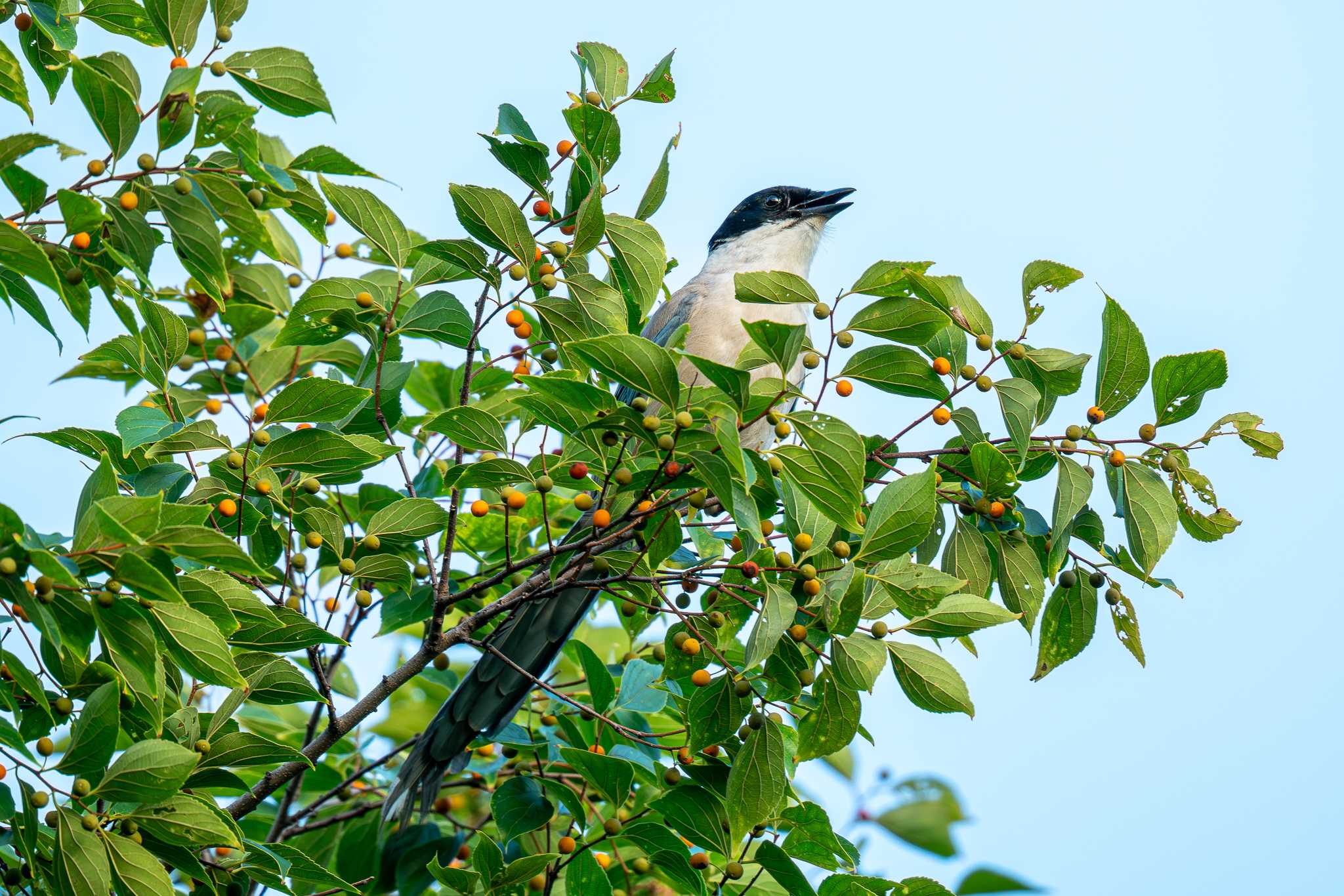 Photo of Azure-winged Magpie at 山下公園 by Tosh@Bird