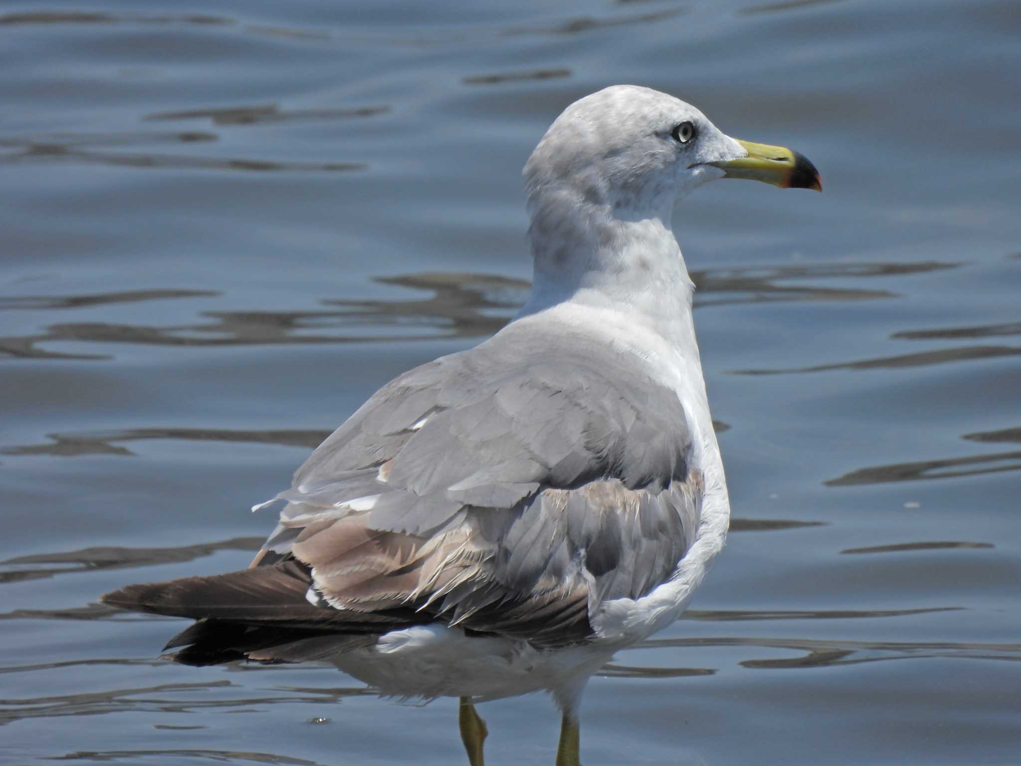 東京港野鳥公園 ウミネコの写真 by ごろぞー