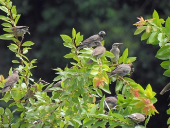 ムクドリ 東京港野鳥公園 2023年7月22日(土)