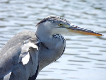 アオサギ 東京港野鳥公園 2023年7月22日(土)